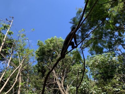Macacos-prego em Monte Alto