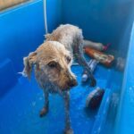 ONG Protetores de Monte: Unidos pela causa animal