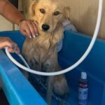 ONG Protetores de Monte: Unidos pela causa animal