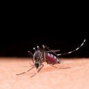 10 Maneiras Eficazes de Combater a Dengue: Proteja-se e Proteja Sua Comunidade!