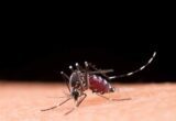 10 Maneiras Eficazes de Combater a Dengue: Proteja-se e Proteja Sua Comunidade!