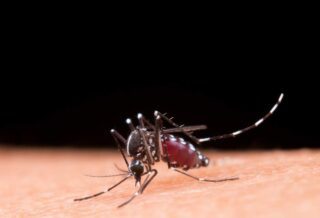 10 Maneiras Eficazes de Combater a Dengue: Proteja-se e Proteja Sua Comunidade!