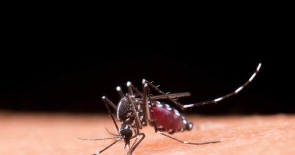 10 Maneiras Eficazes de Combater a Dengue: Proteja-se e Proteja Sua Comunidade!