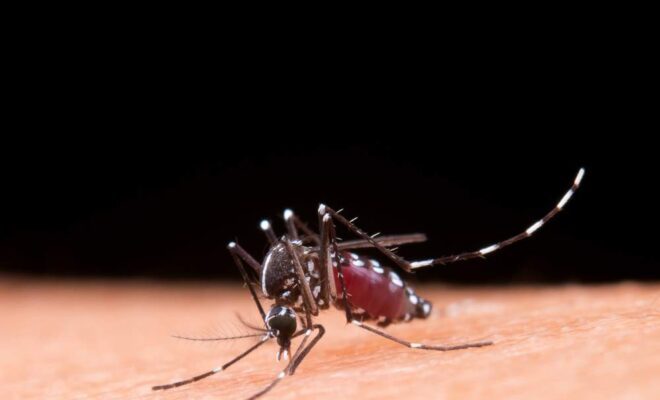 10 Maneiras Eficazes de Combater a Dengue: Proteja-se e Proteja Sua Comunidade!